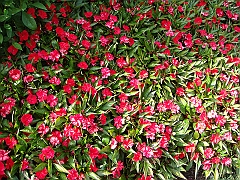 193 Longwood Gardens [2008 August 23]